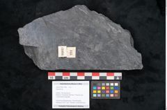 Foto (Objekt + Etikett) von Sigillaria sp.  (NHMW-GEO-2024-0188-11096)